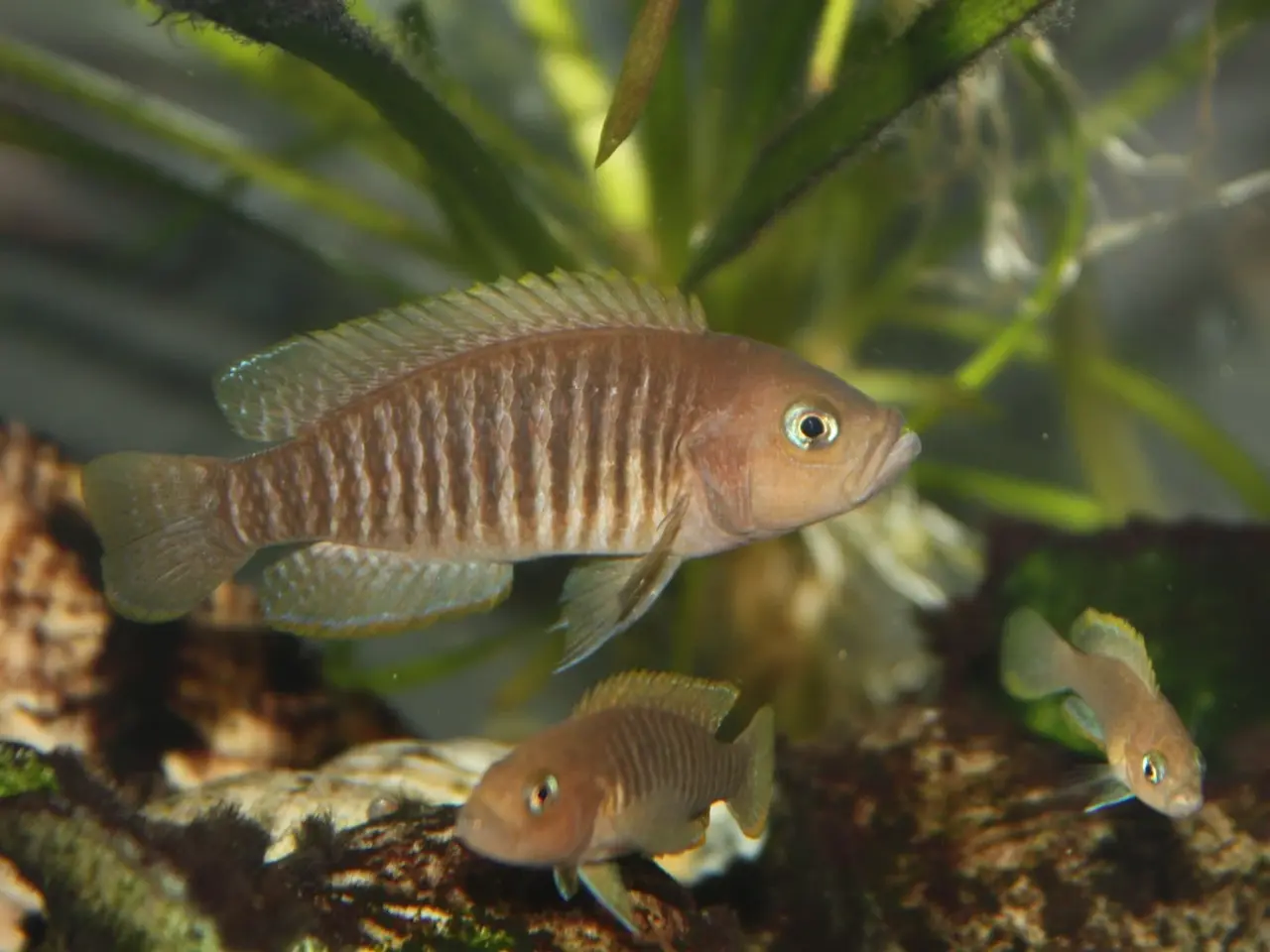 Billede 2 - Sneglehusleger (Neolamprologous multifasciatus)