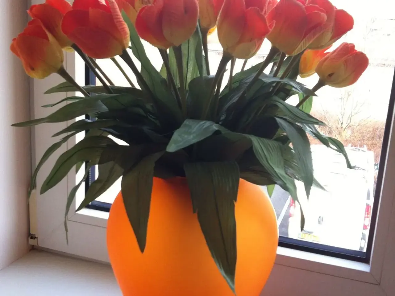 Billede 3 - Orange tulipaner til salg