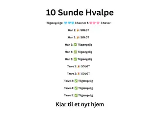 🩵🩷 🐶 Smukke Schæfer Blandingshvalpe - 2