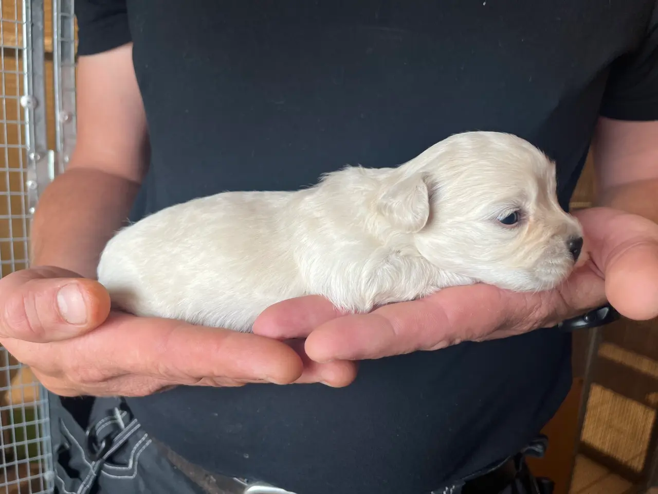 Billede 3 - Kun en sød han tilbage nu! Bichon blanding 🐶💙