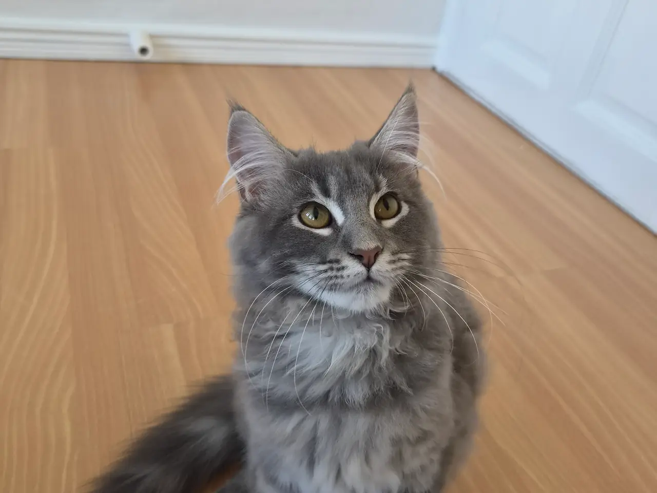 Billede 3 - Maine coon han