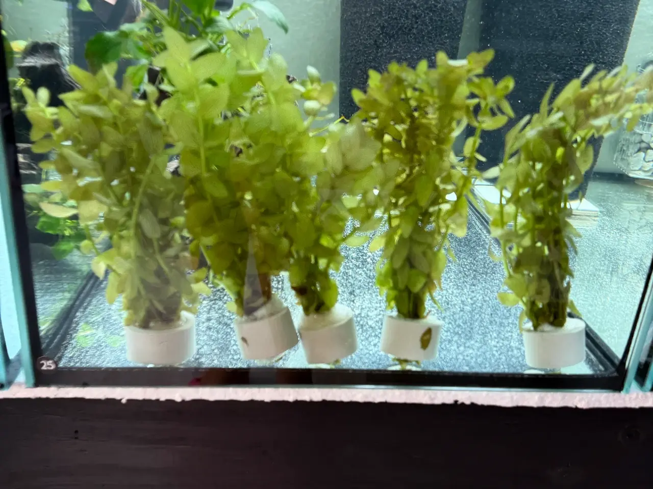 Billede 17 - Mange flere akvarie planter