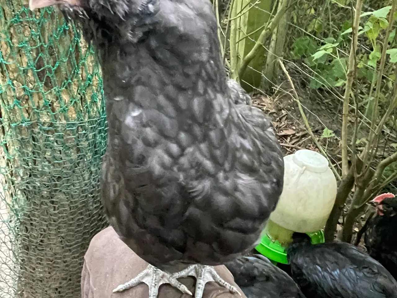Billede 10 - Engelsk Araucana kyllinger