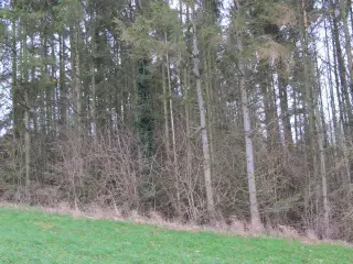 Gran fæl selv