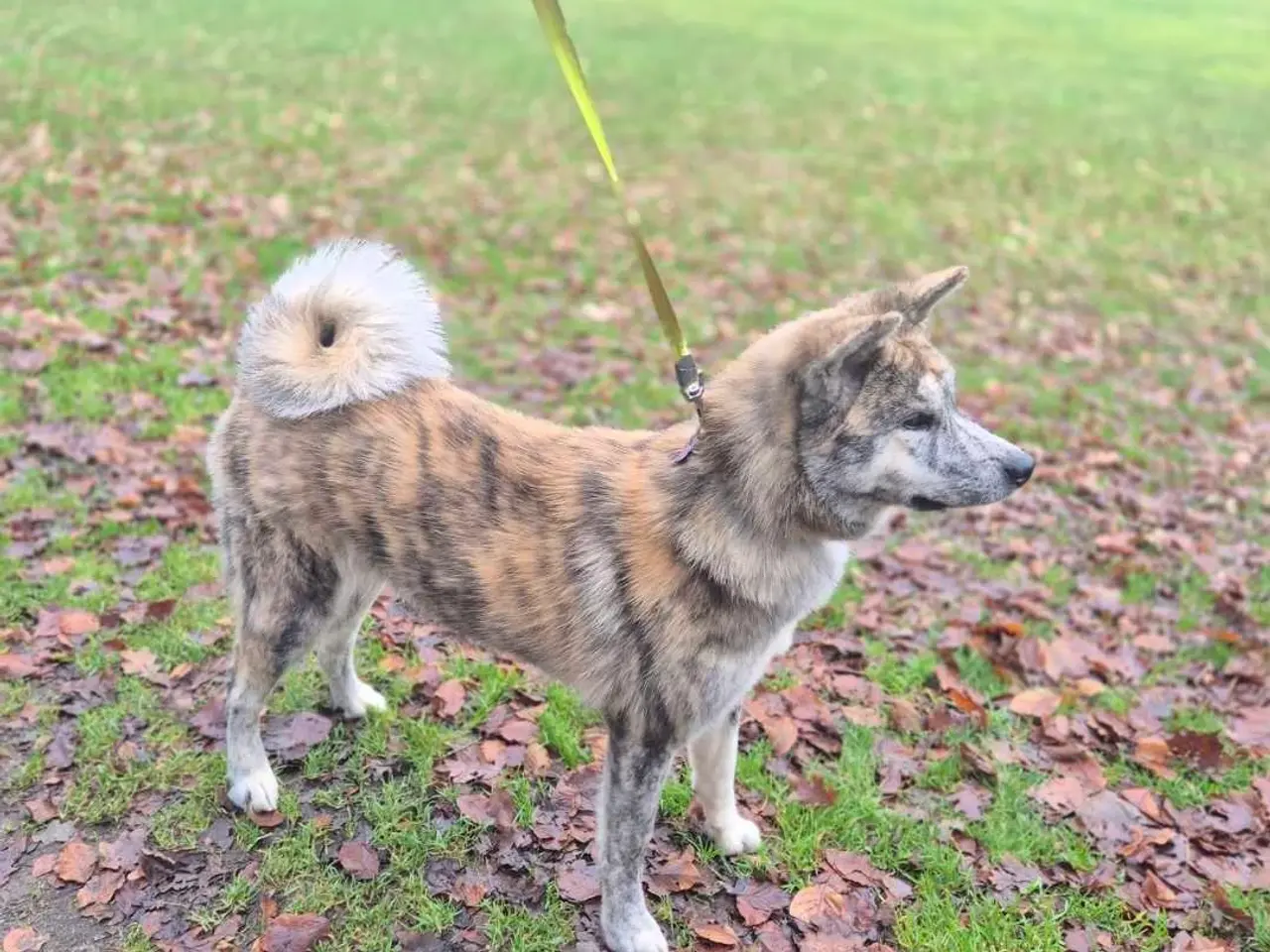 Billede 2 - Japansk Akita