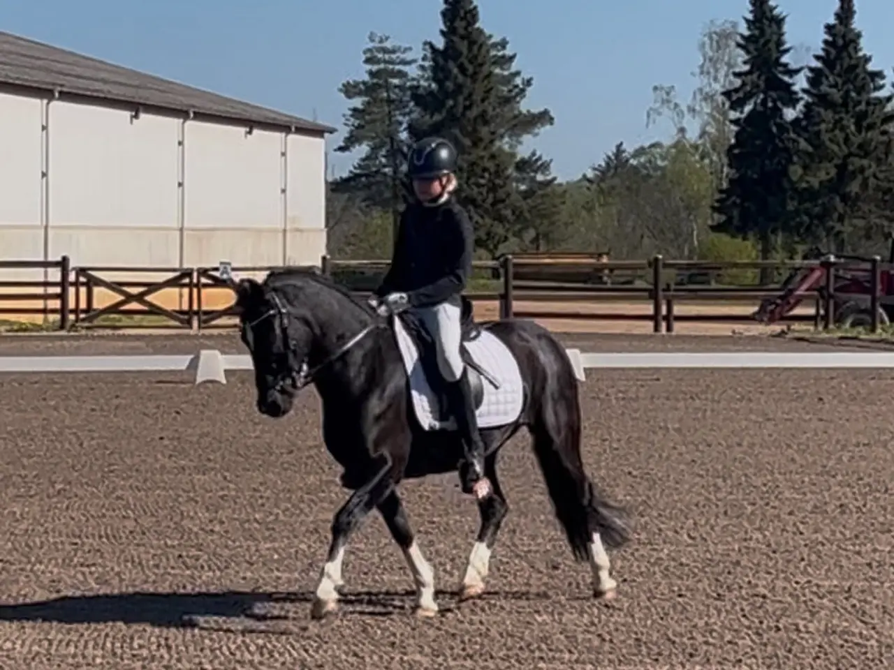 Billede 7 - Max kat 3,super børnepony