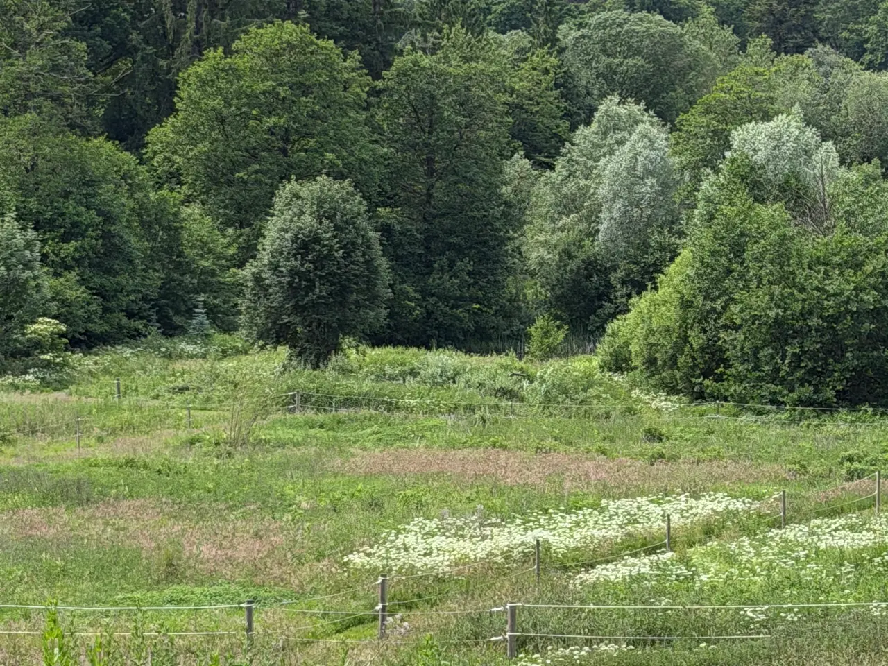 Billede 1 - Sommergræs