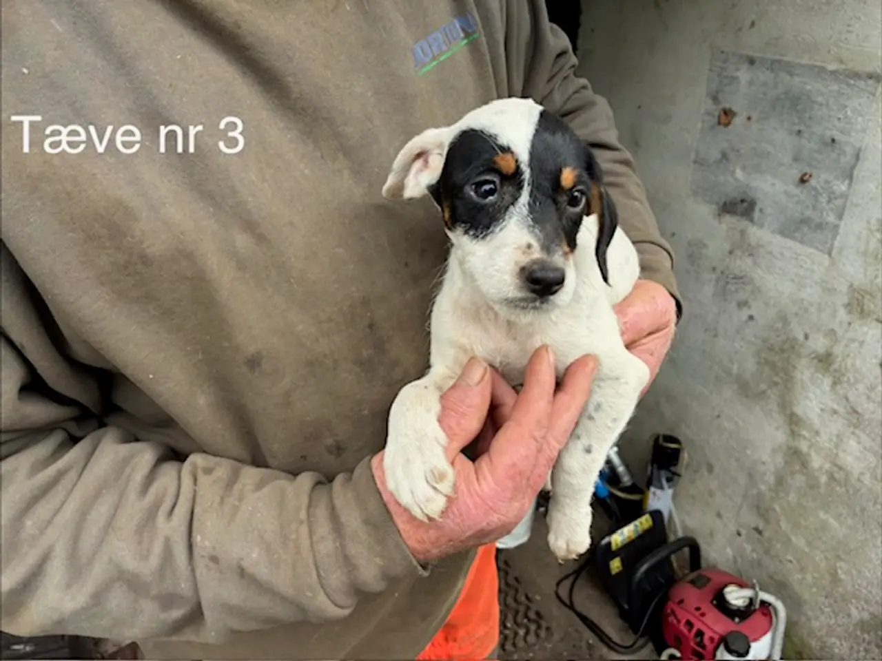 Billede 3 - Hundehvalpe Dansksvensk gårdhund