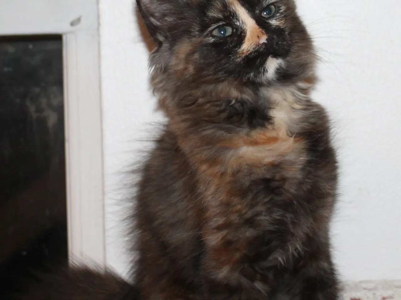 Billede 6 - 🍂 Hun ligner en varm efterårsdag 🌸 Maine Coon 🌸