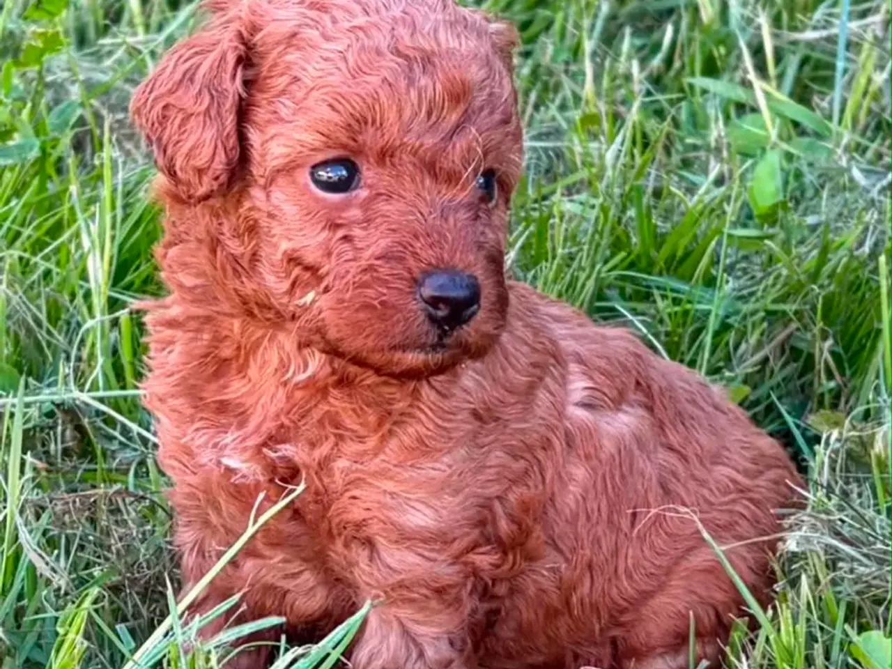 Billede 1 - Maltipoo  rejseklar 