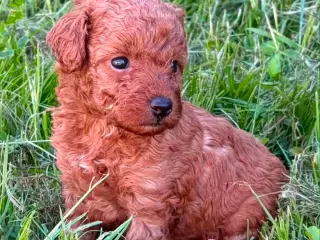Maltipoo rejseklar
