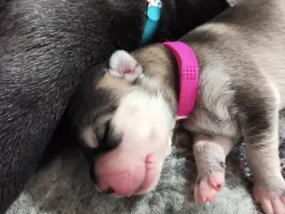 Siberian Husky hvalpe søger hjem start september - 4