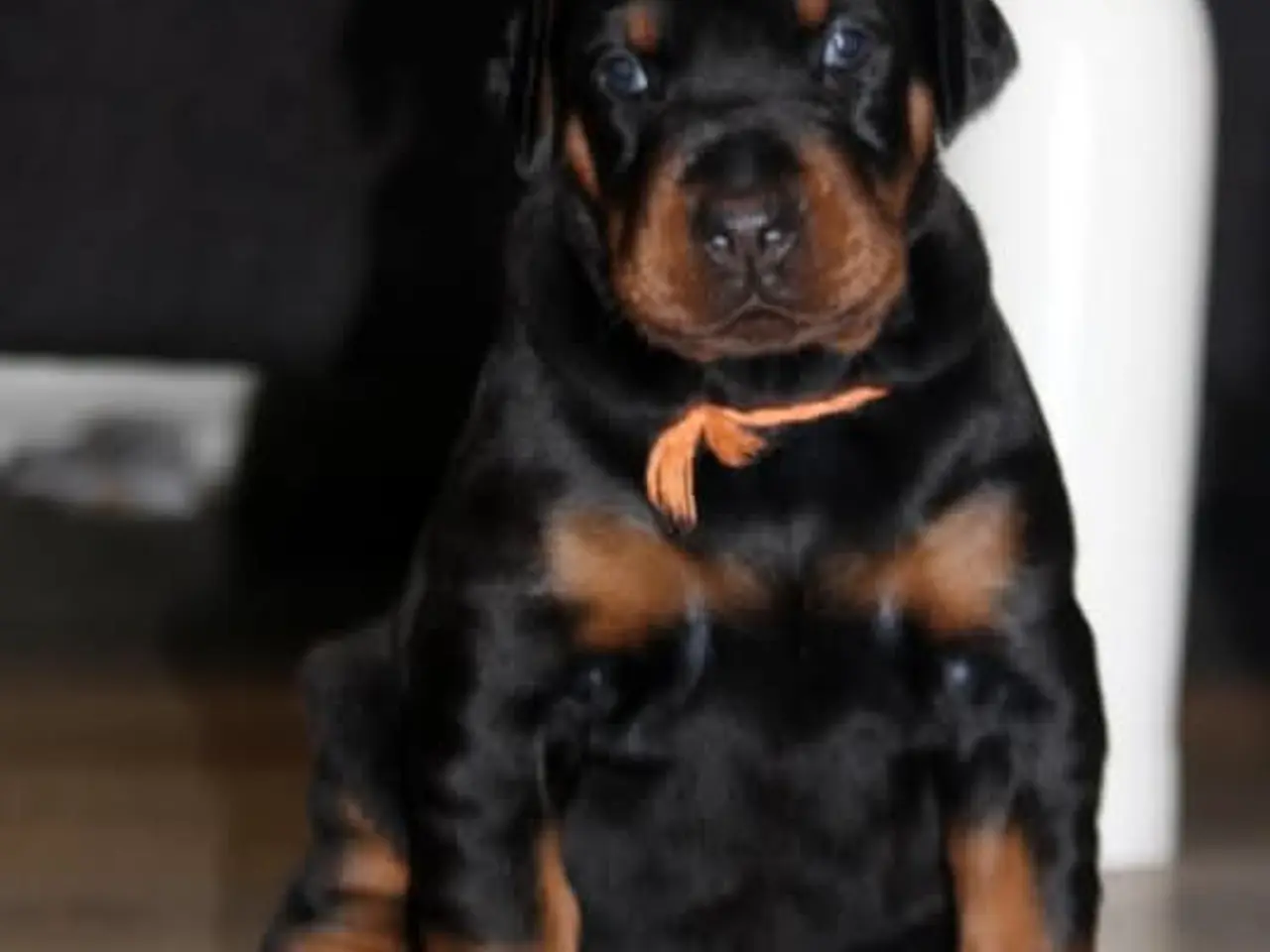 Billede 1 - Dobermann hvalpe top kvalitet 