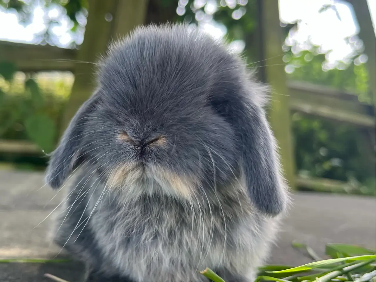 Billede 3 - Minilop unge 🐰❤️