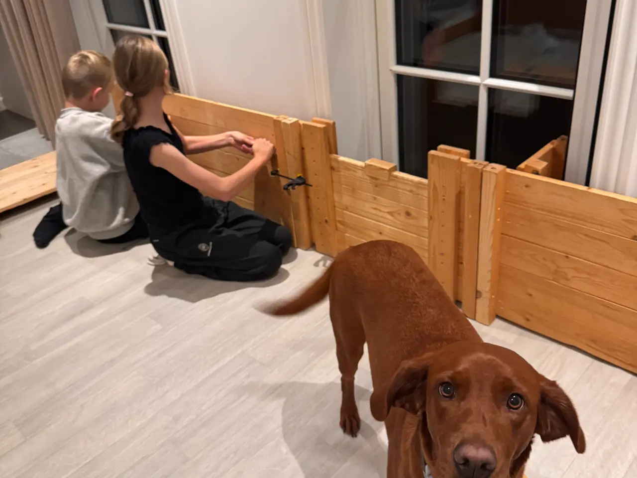 Billede 3 - Redfox Labrador kuld på vej (DKK)