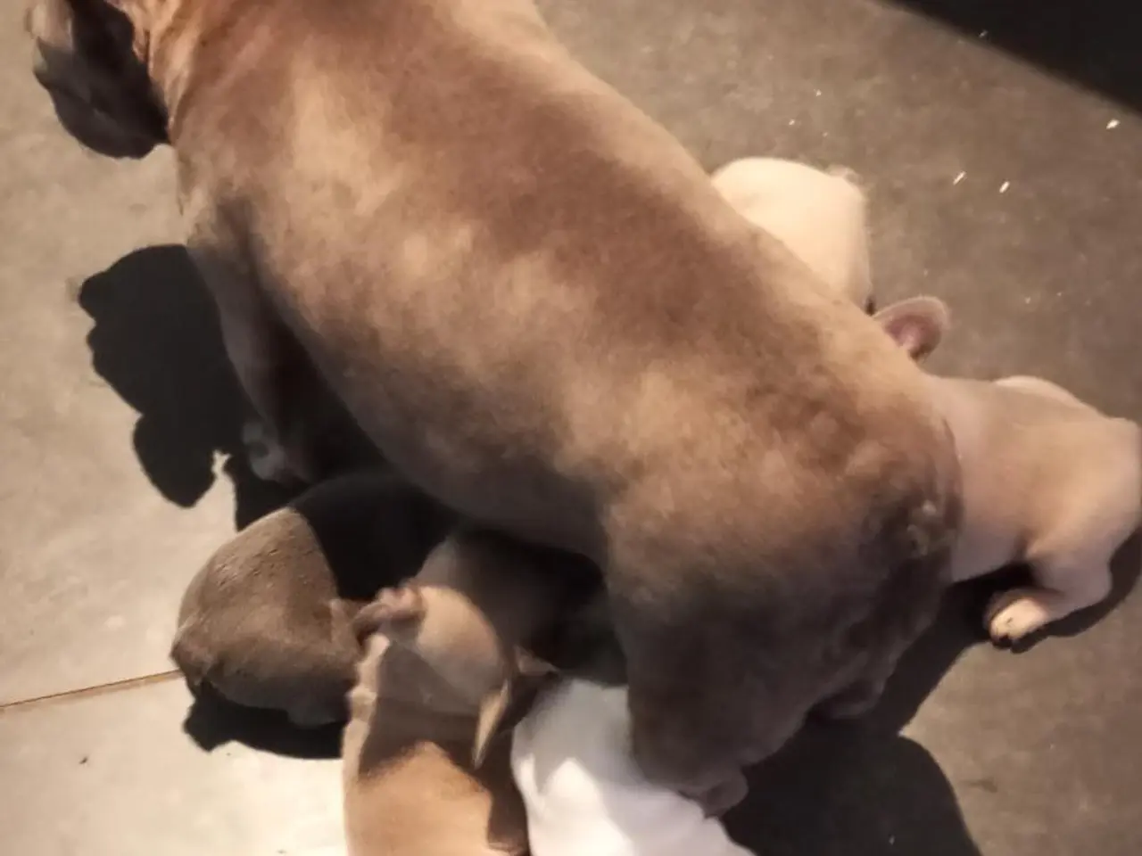 Billede 2 - De dejligste Fransk bulldog hvalpe sælges.