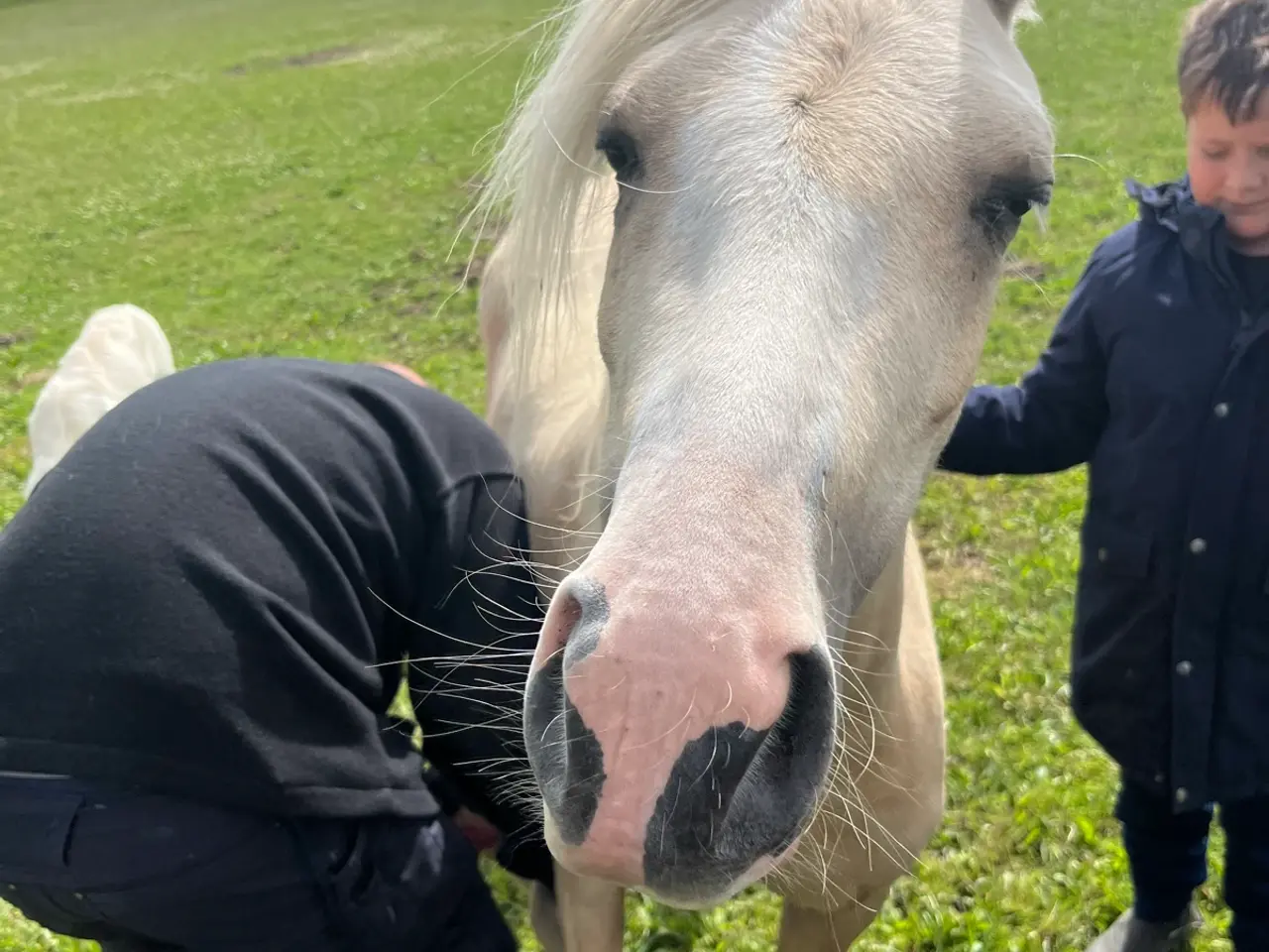 Billede 7 - Skøn pony hoppe med god spring mulighed  