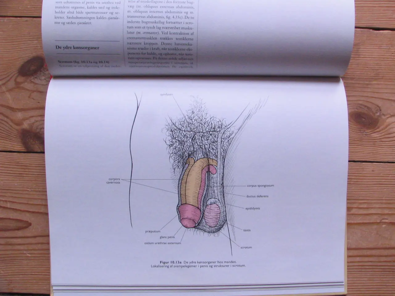 Billede 7 - Anatomisk Atlas