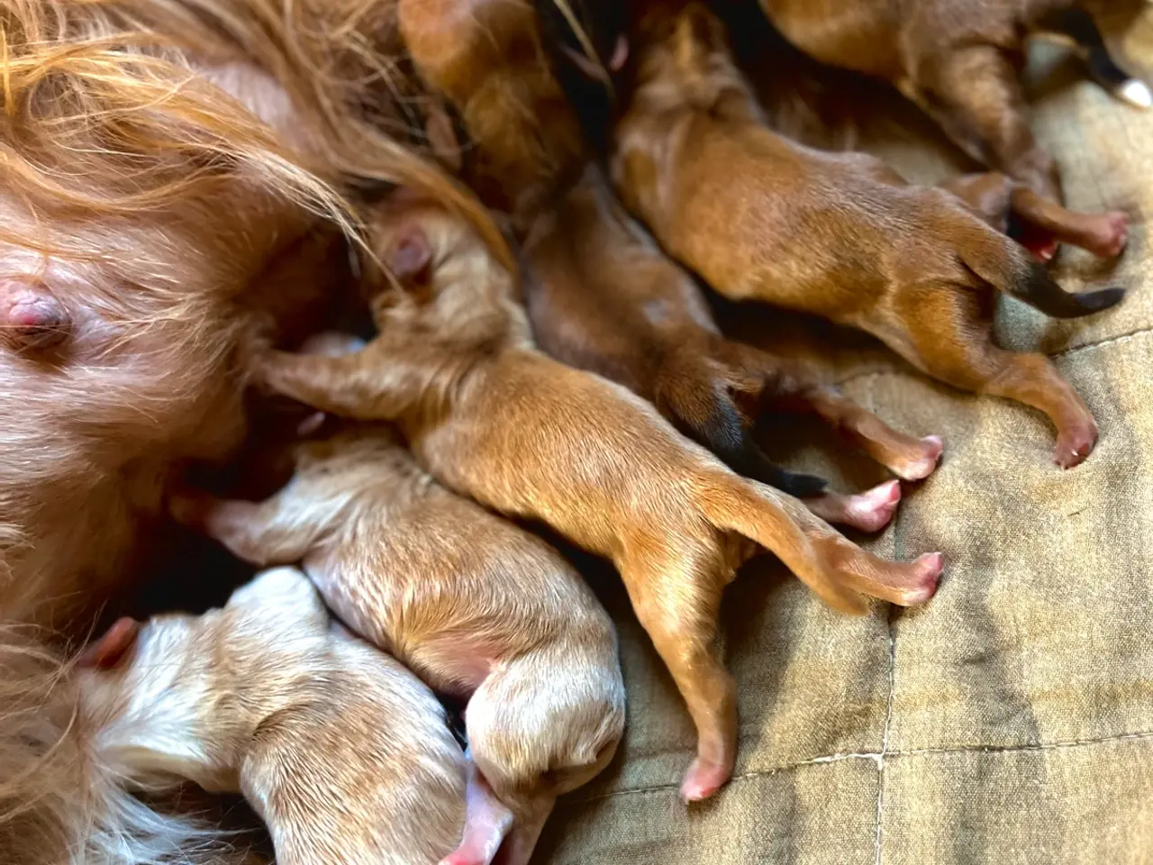 Billede 11 - 🧡Tilbydes til parring 🧡