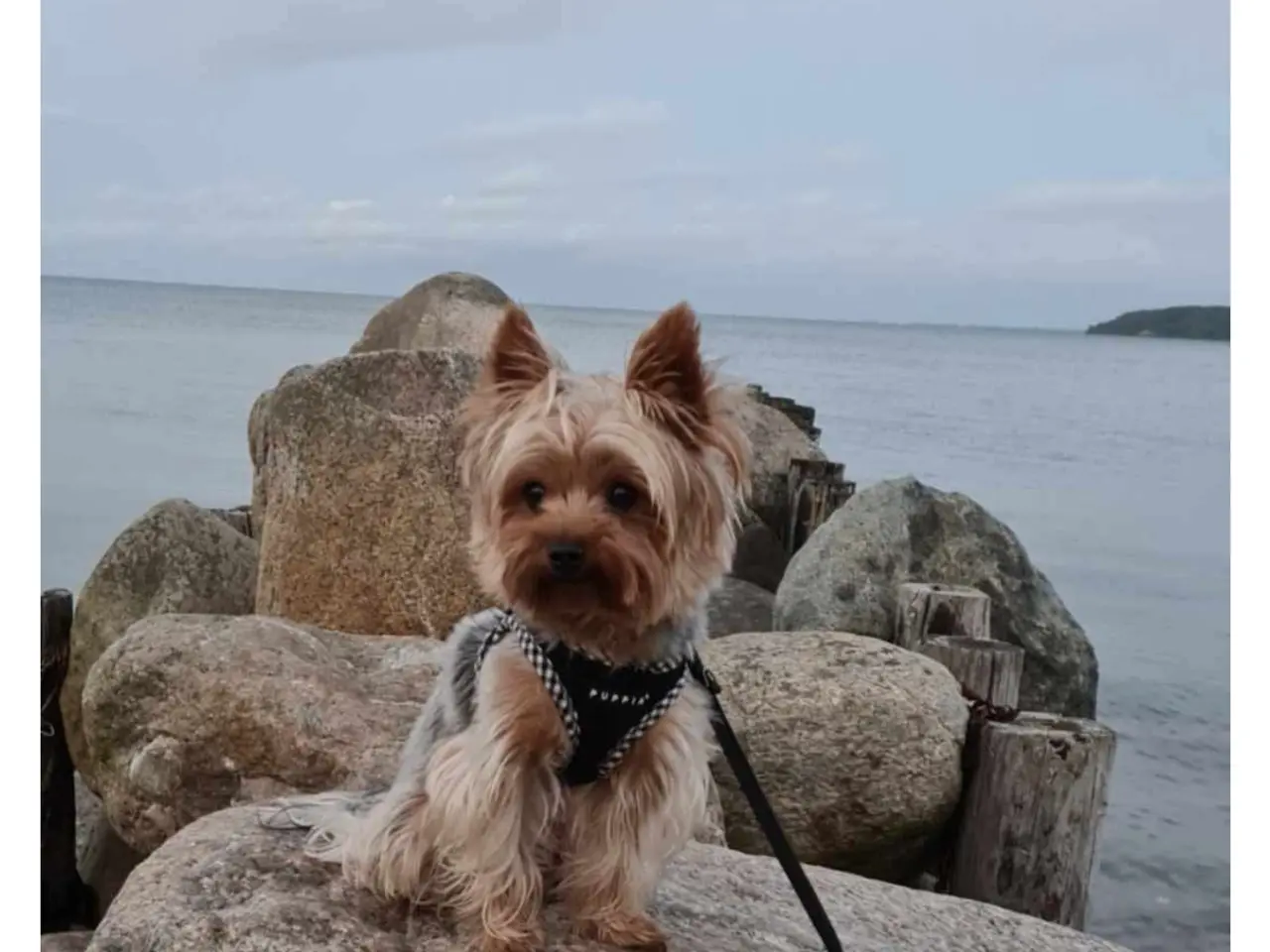 Billede 4 - 3 drenge Yorkshire Terrier