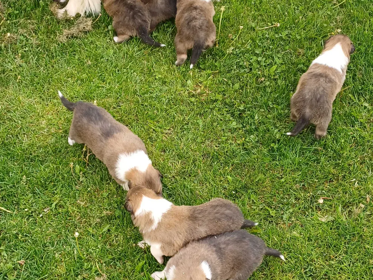 Billede 2 - Collie ( Amerikansk)