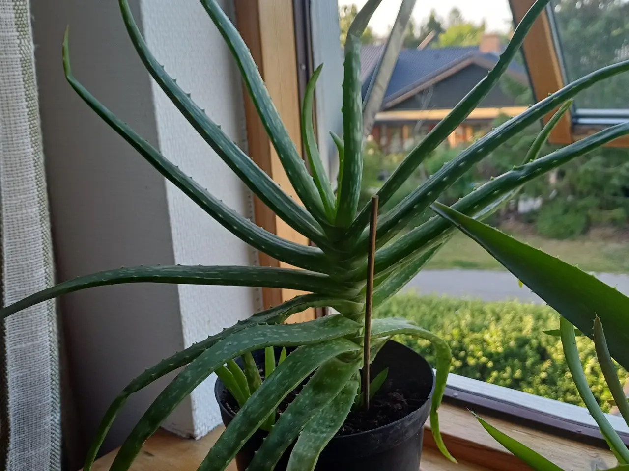 Billede 4 - Aloe Vera potteplanter - mange størrelser