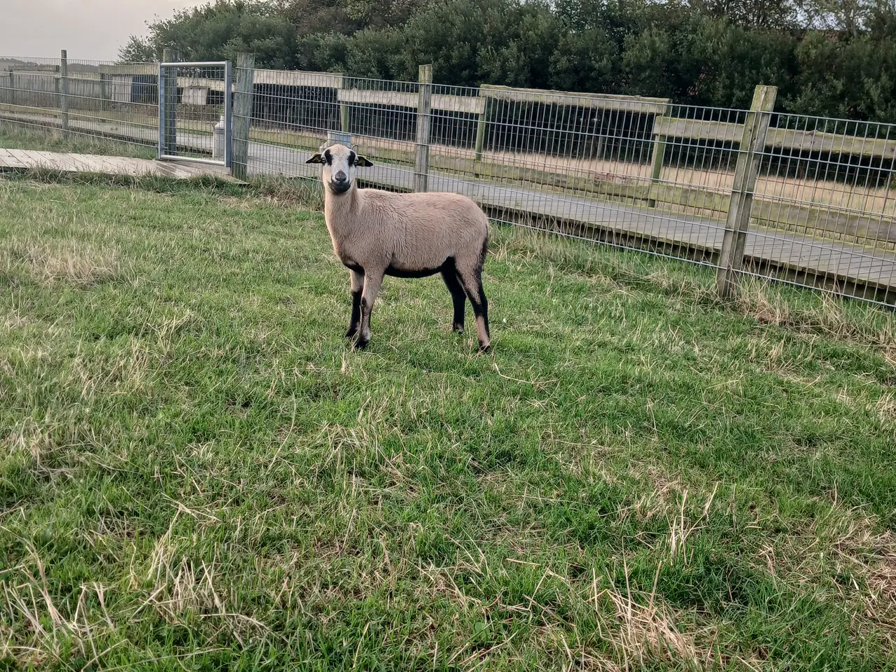 Billede 1 - Cameroun gimmer 