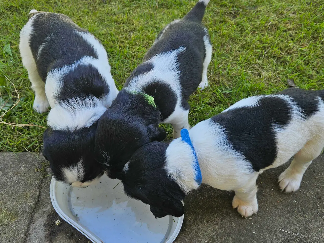Billede 1 - Engelsk springer spaniel 
