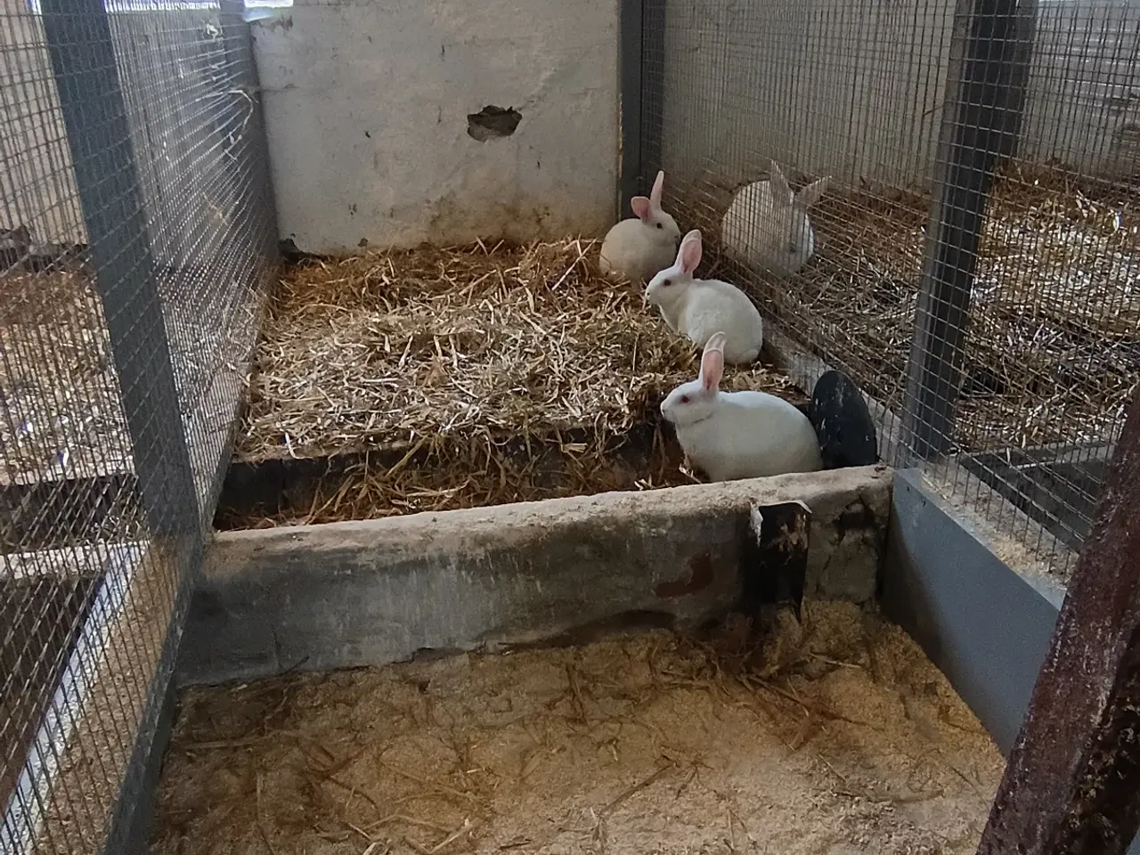 Billede 3 - Hvid Land Avlshunner fra lille Hestlund🚜🧑🌾