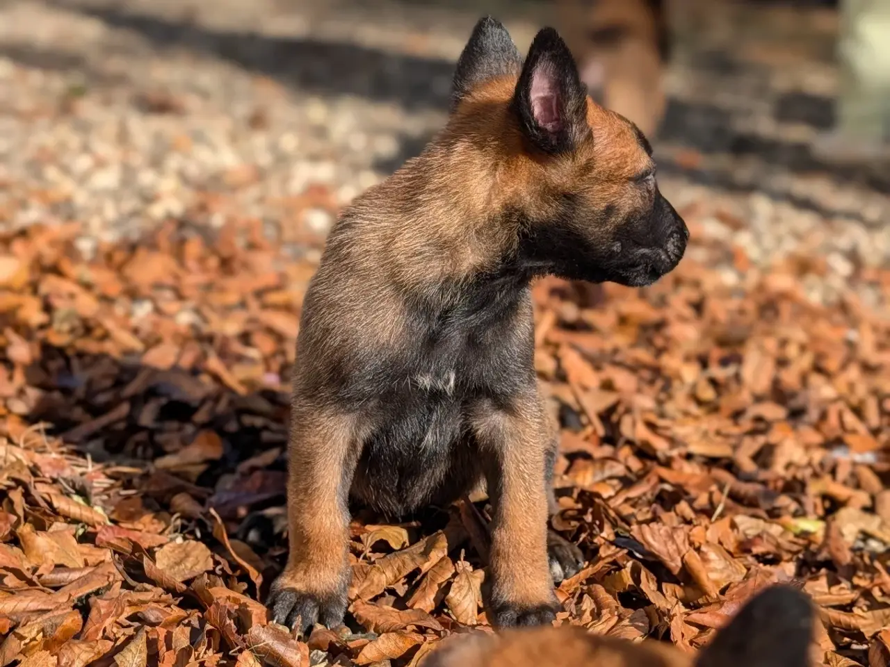 Billede 3 - 🐶 Belgisk Mallinois hvalpe 🐶