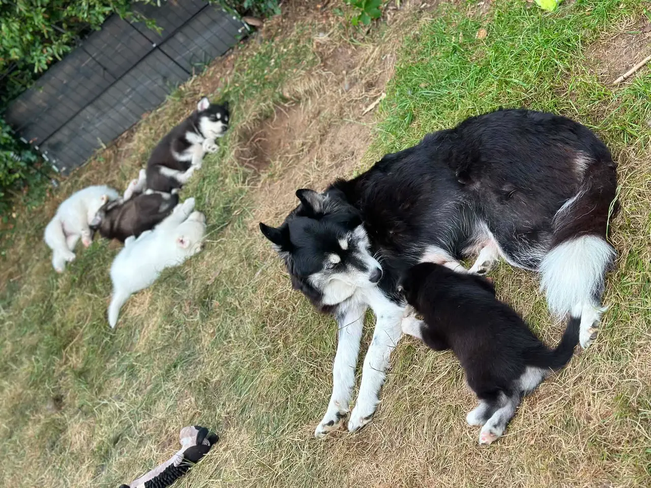 Billede 2 - Blandingshvalpe Husky / Malamute/ Samojede