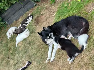 Blandingshvalpe Husky / Malamute/ Samojede - 2