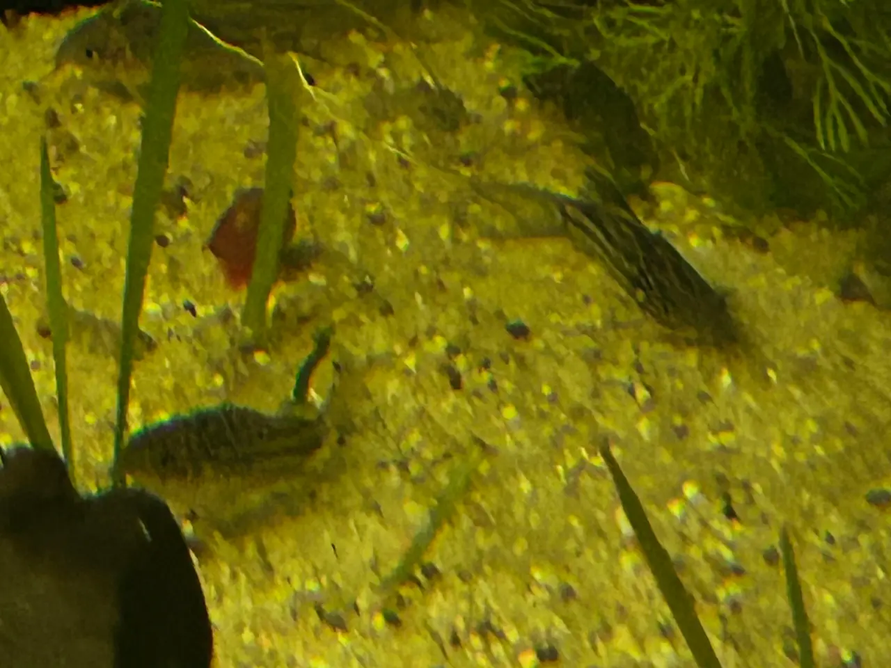 Billede 4 - 🐠✨ Nannus pansermaller – Fredelige bundfisk 