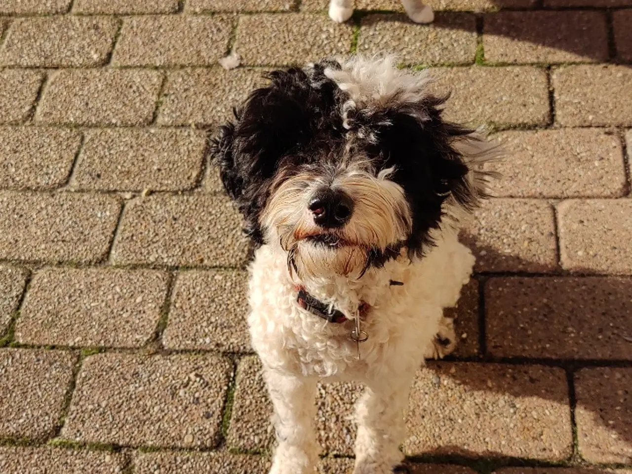 Billede 2 - Dejlig cavapoo søger god familie