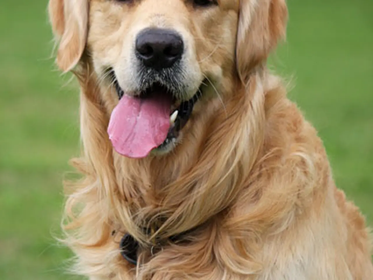 Billede 1 - SØGES: GOLDEN RETRIEVER