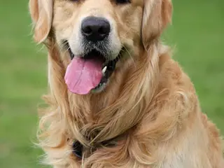 SØGES: GOLDEN RETRIEVER