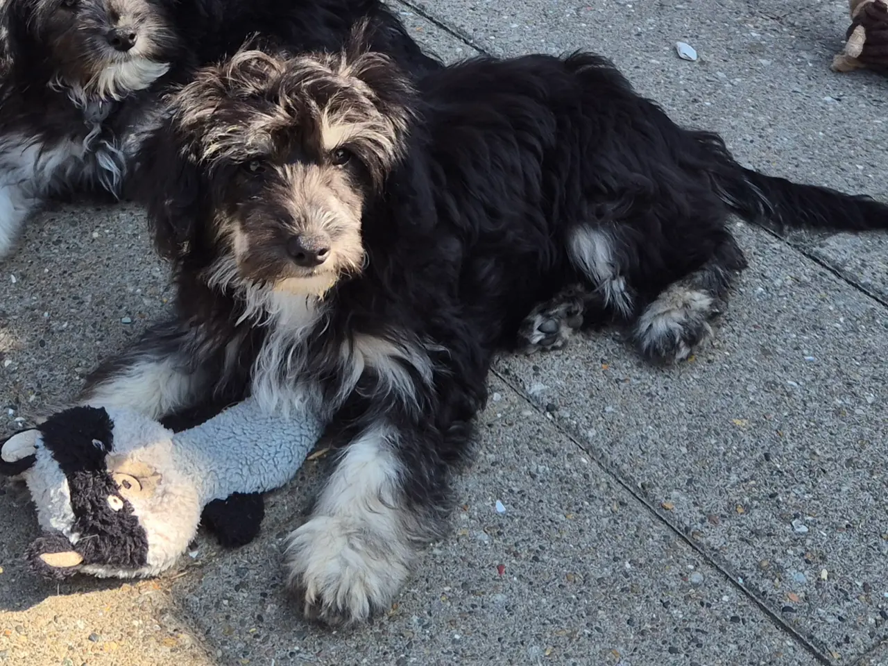 Billede 3 - Hunde hvalpe