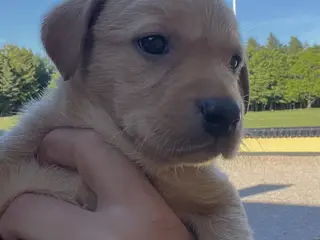 Labrador hvalpe til salg