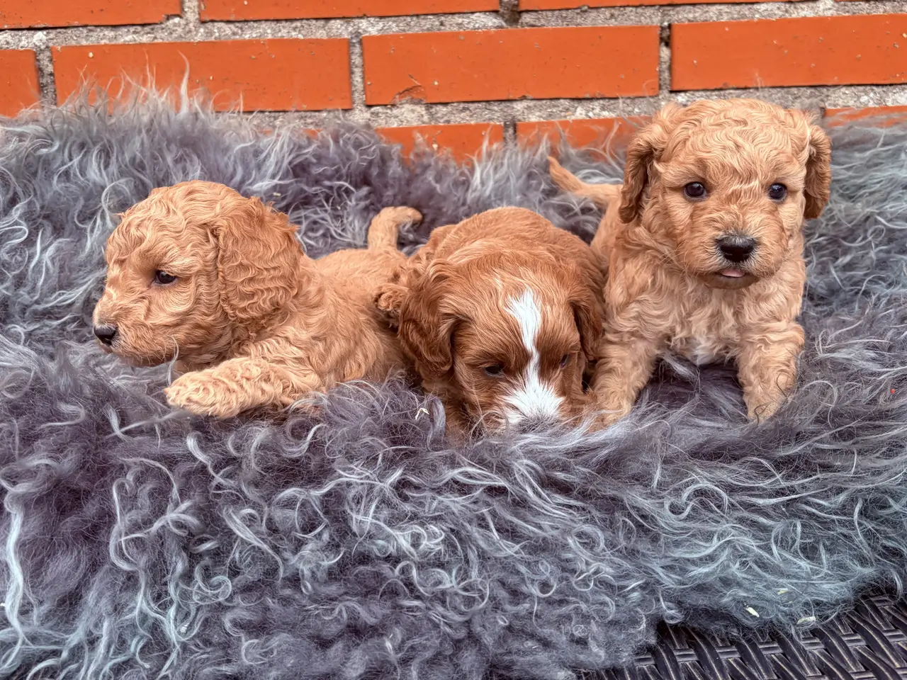 Billede 19 - 3 smukke Cavapoo drenge