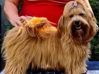 Smuk Rød Bichon Havanais tilbydes avl.