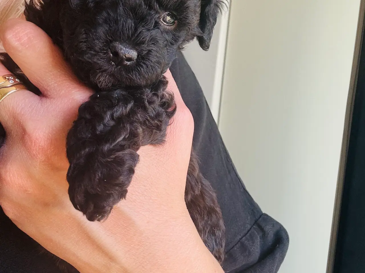 Billede 2 - Maltipoo F1 