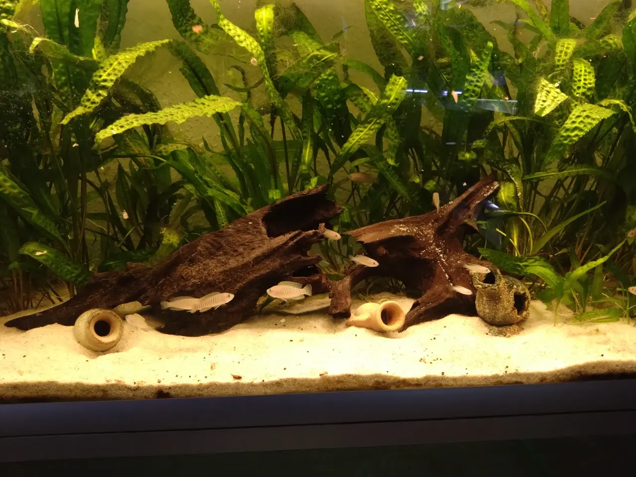 Billede 4 - Neolamprologus Multifasciatus cichlider sælges