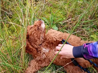 Coackapoo hvalpe(50% cocker spaniel og 50% puddel) - 4