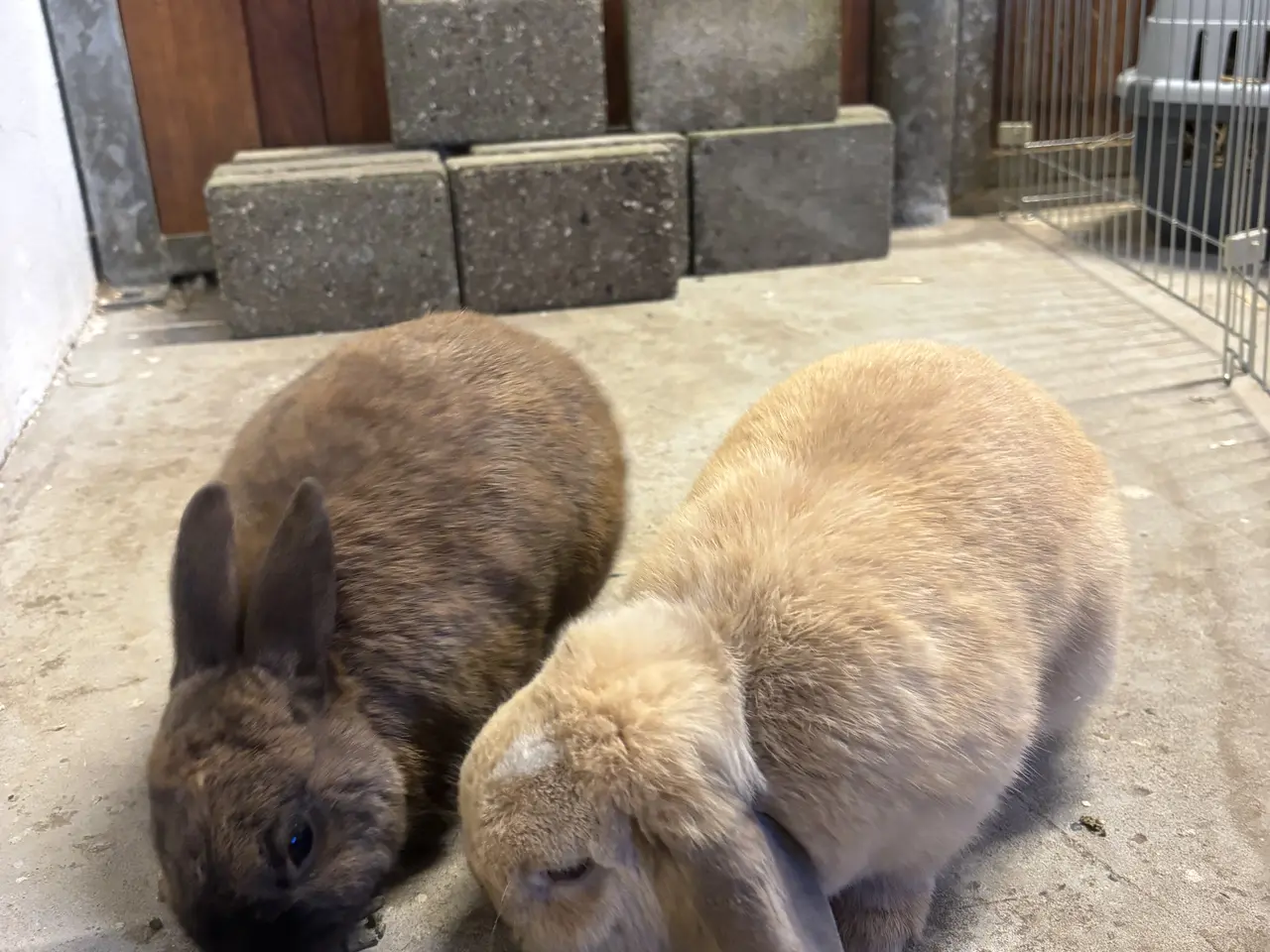 Billede 2 - To søde kaniner søger nyt og kærligt hjem 🐰