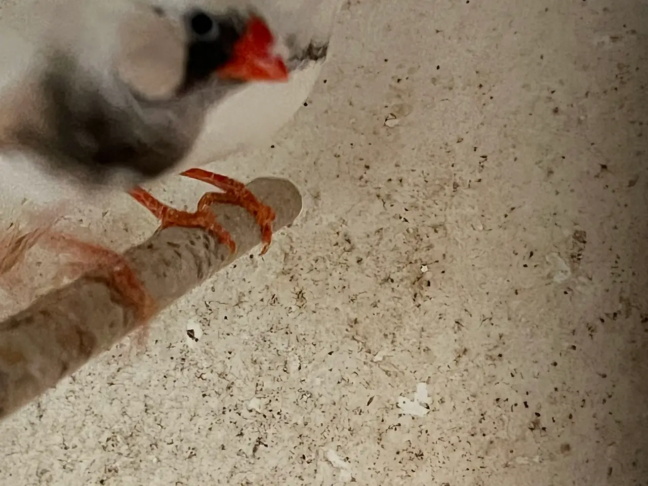 Billede 2 - Zebrafinker små og store