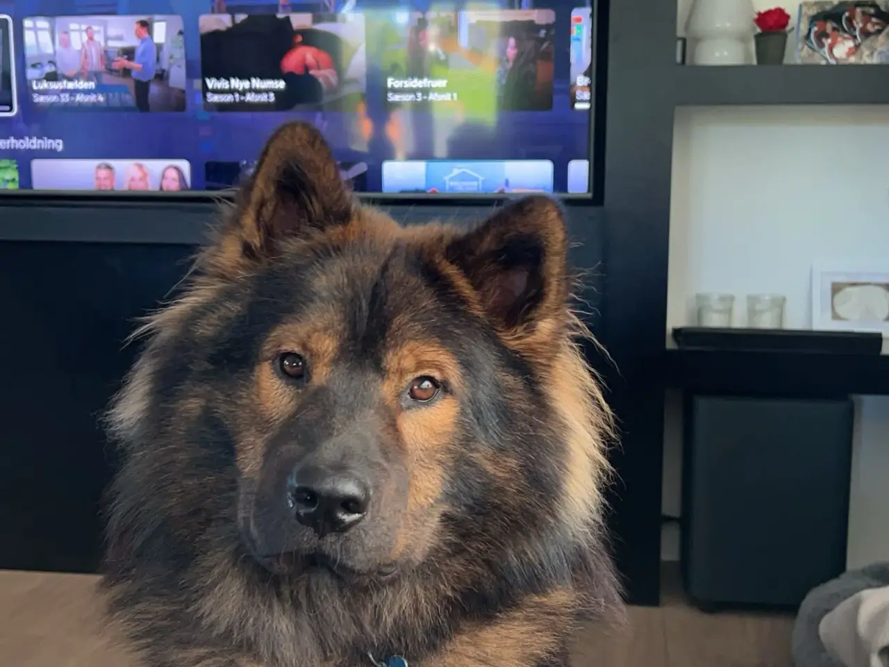 Billede 10 - Eurasier Hunde avl/parring
