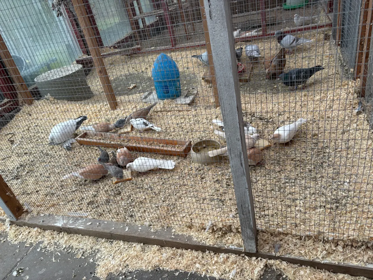 Billede 1 - Skoggerdue/Trylleduer (Ringneck Doves)