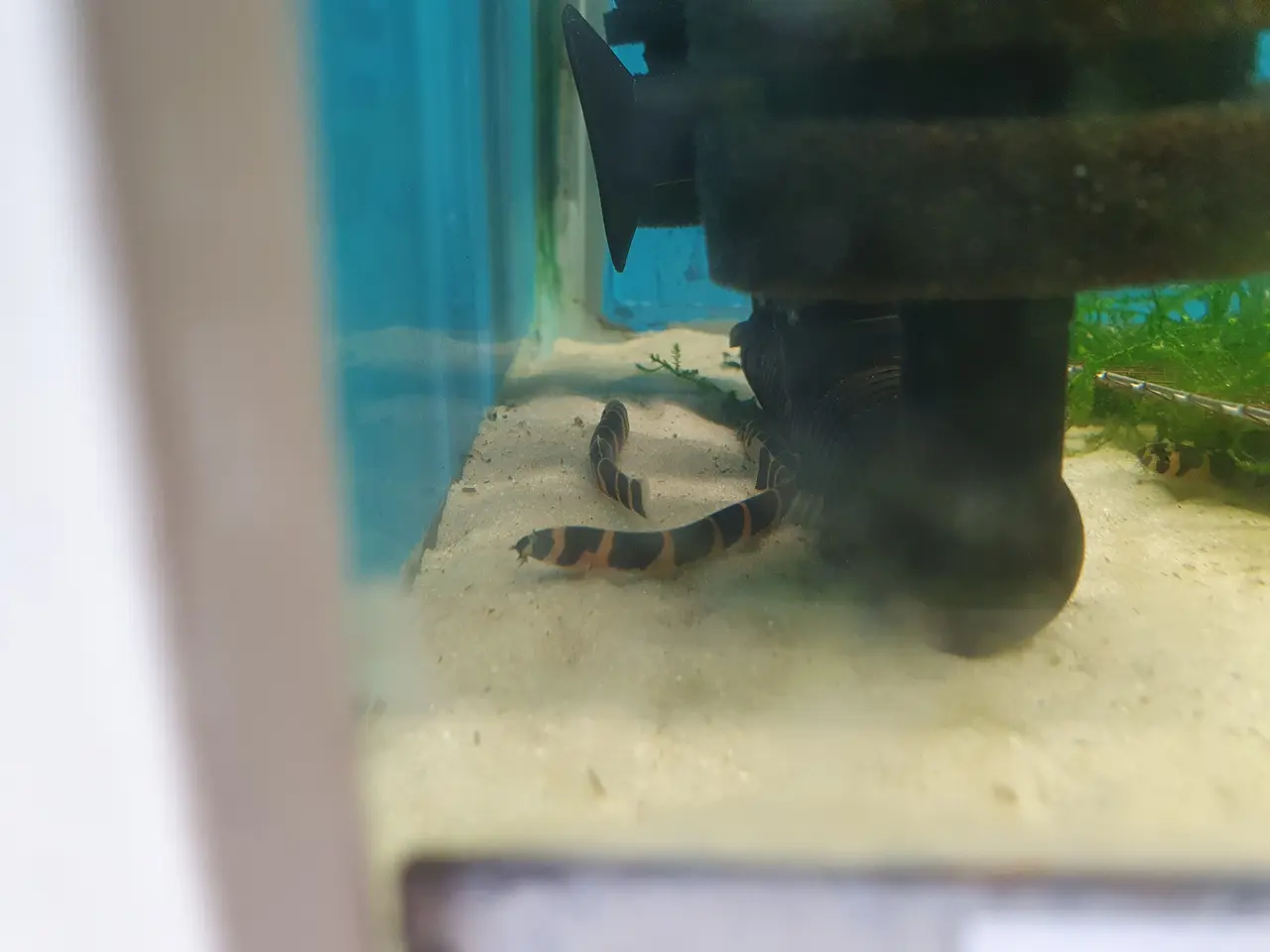 Billede 4 - 🐍🐟 KUHLI ÅL TIL SALG 🐟🐍