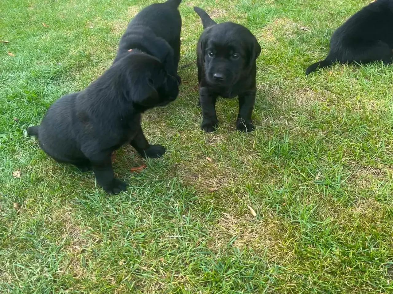 Billede 3 - Labrador hvalpe
