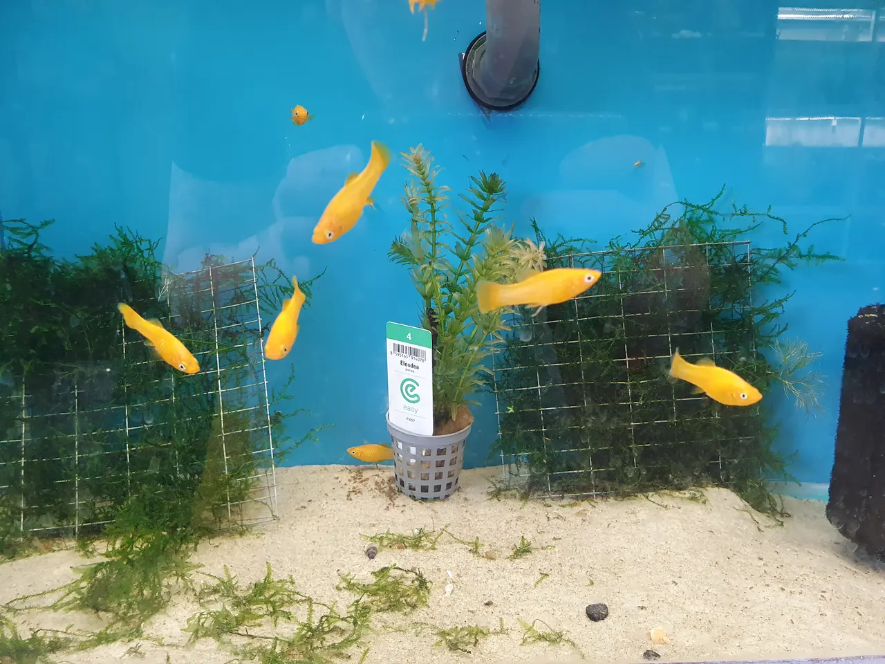 Billede 4 - 💛🐟 GUL MOLLY TIL SALG 🐟💛